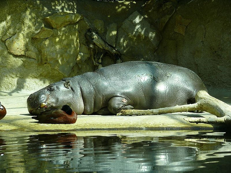 Siesta...