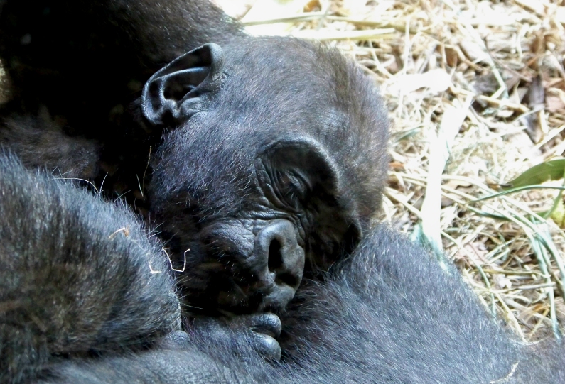 Siesta