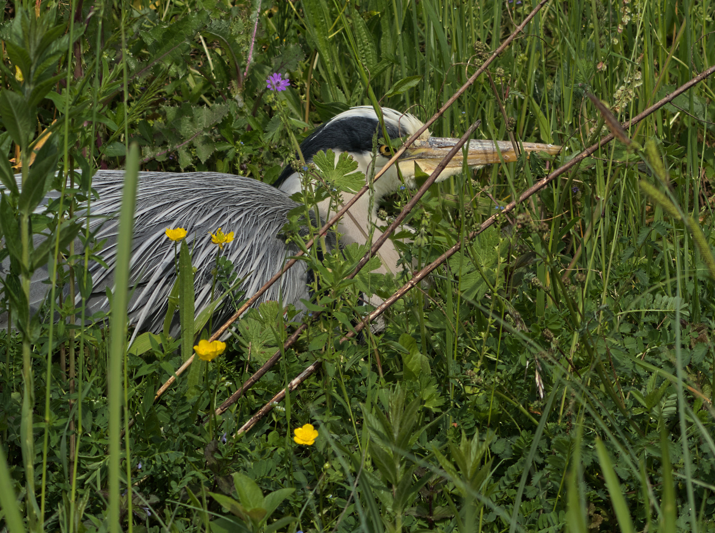 Siesta