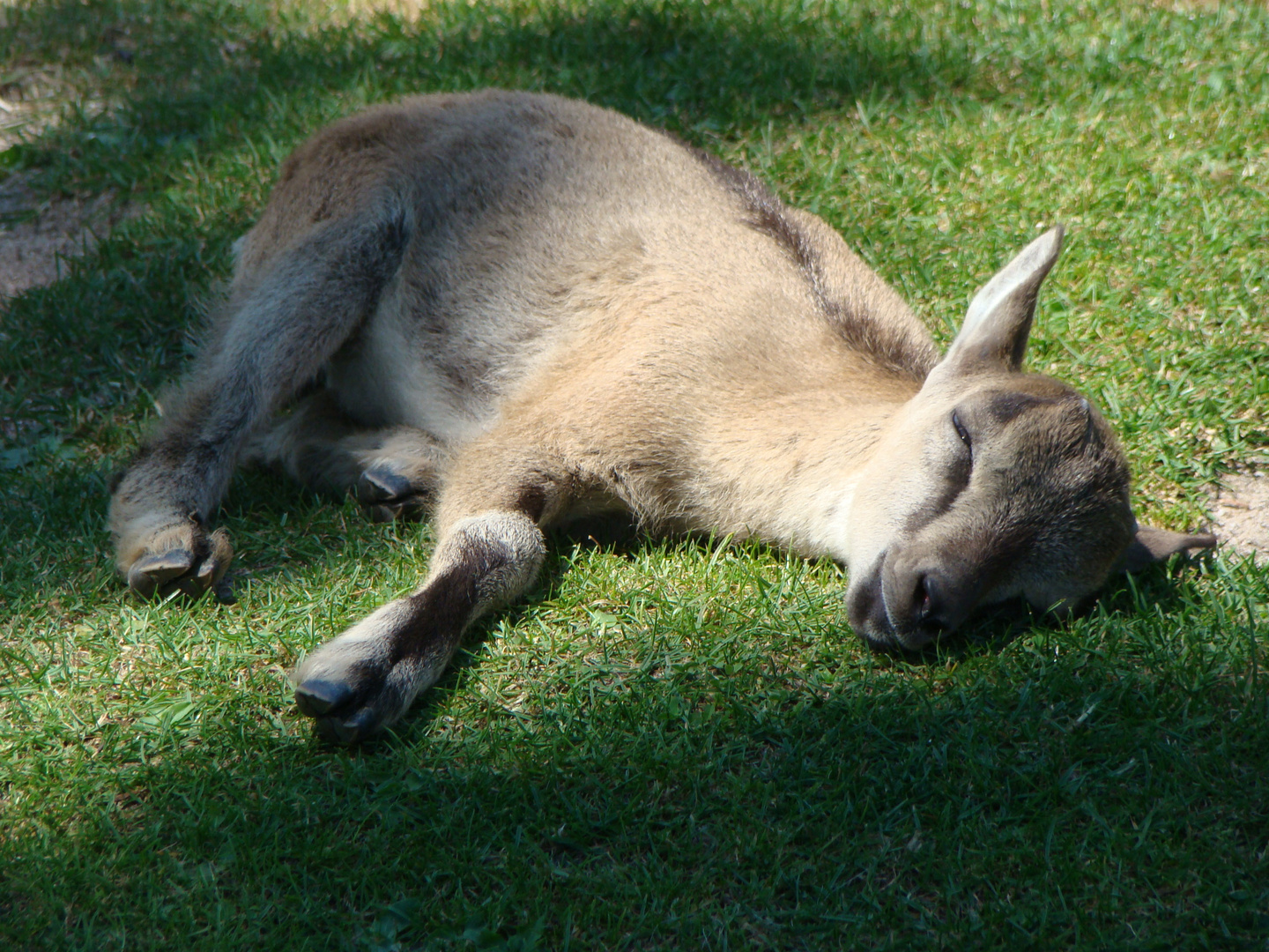 Siesta