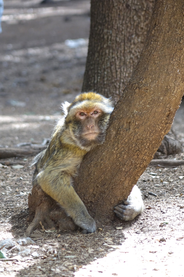 Siesta