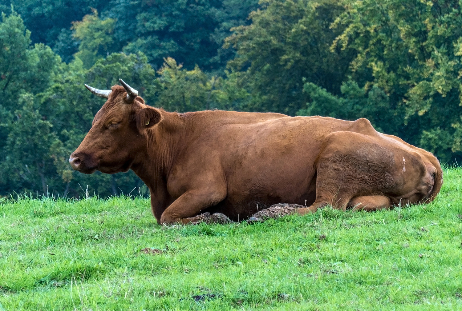 Siesta