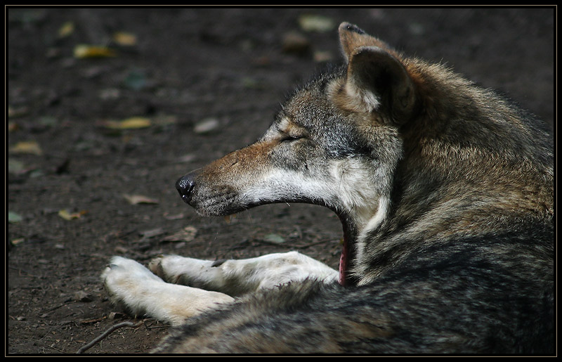 Siesta