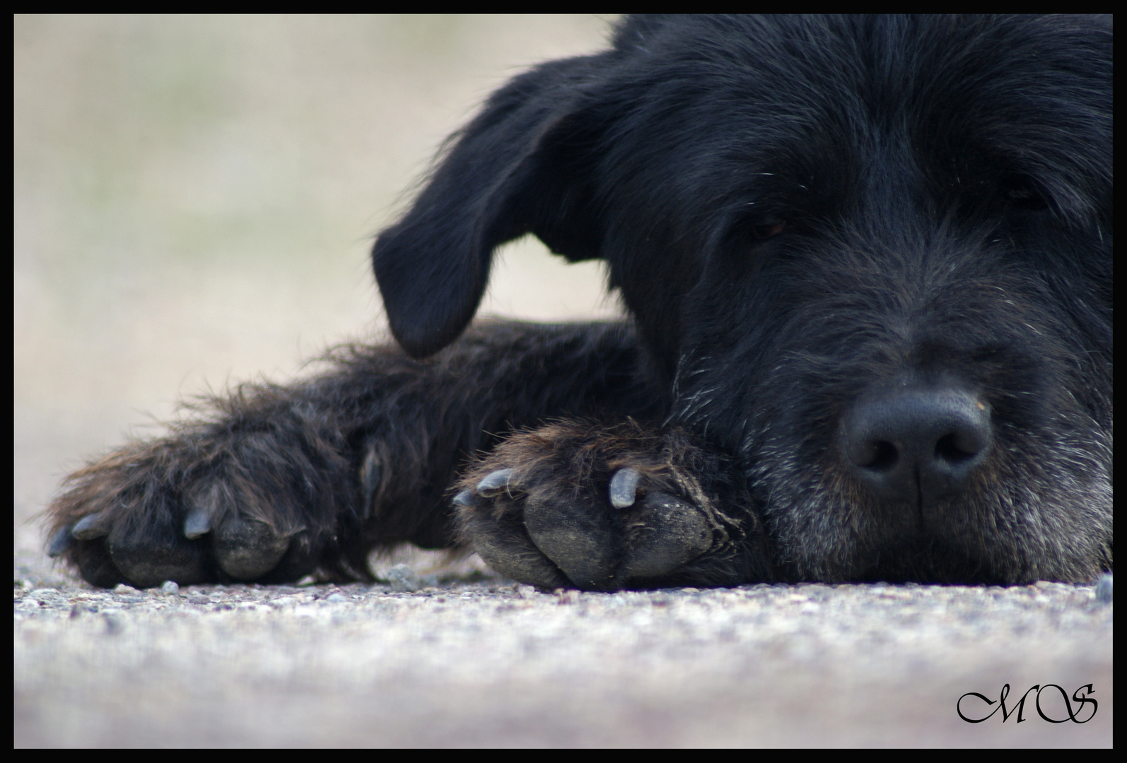 Siesta