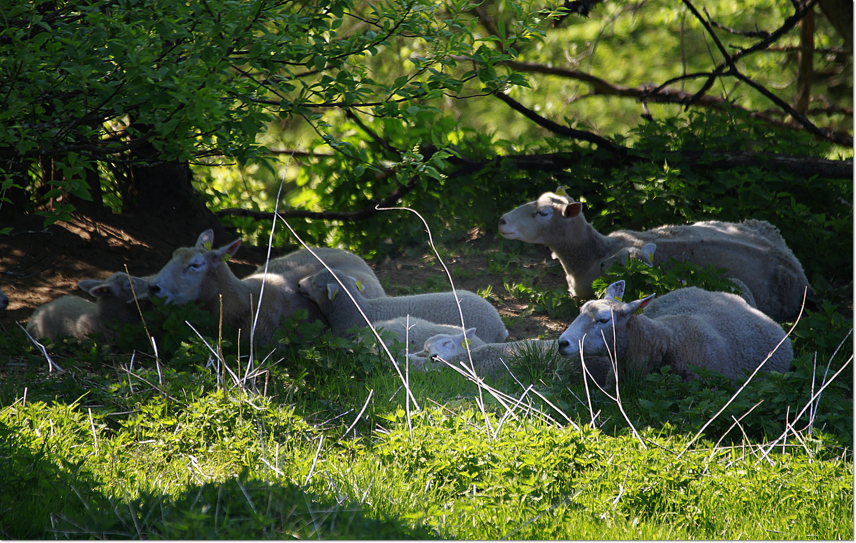 ***Siesta***