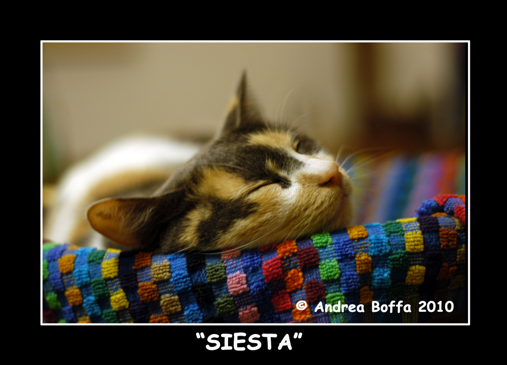 Siesta