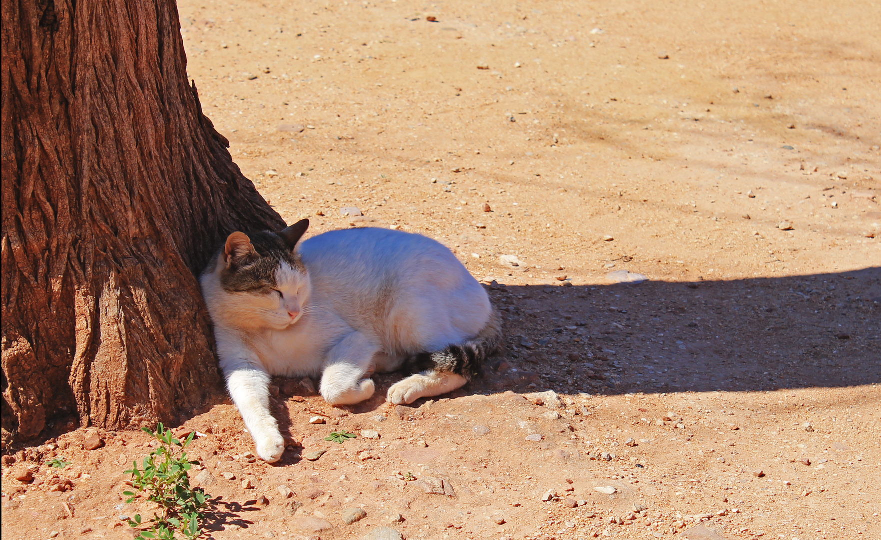 Siesta