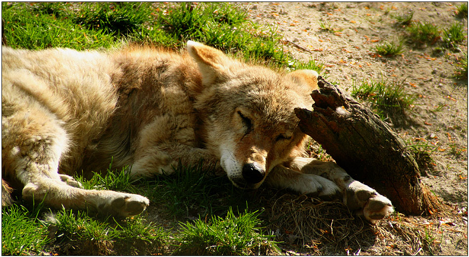 Siesta