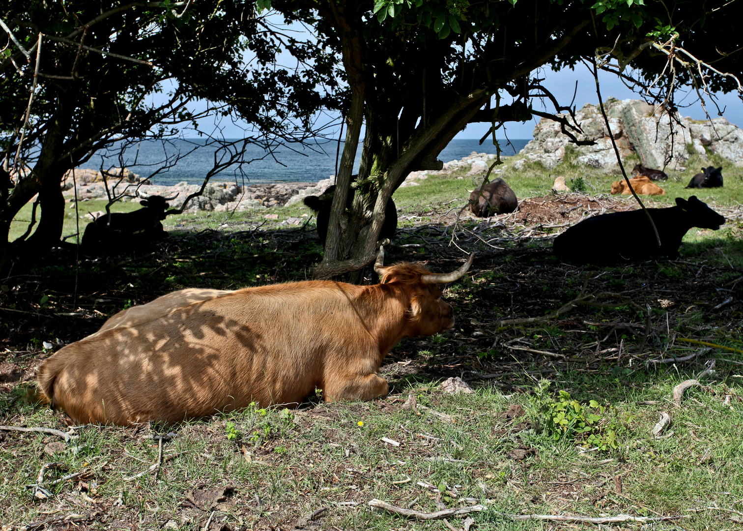 Siesta