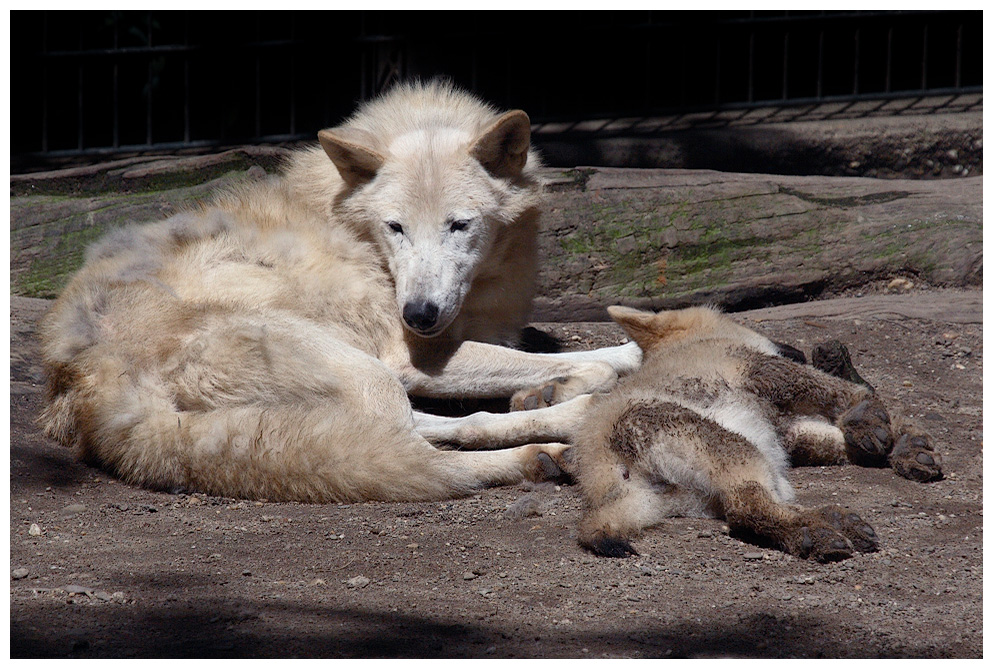 Siesta