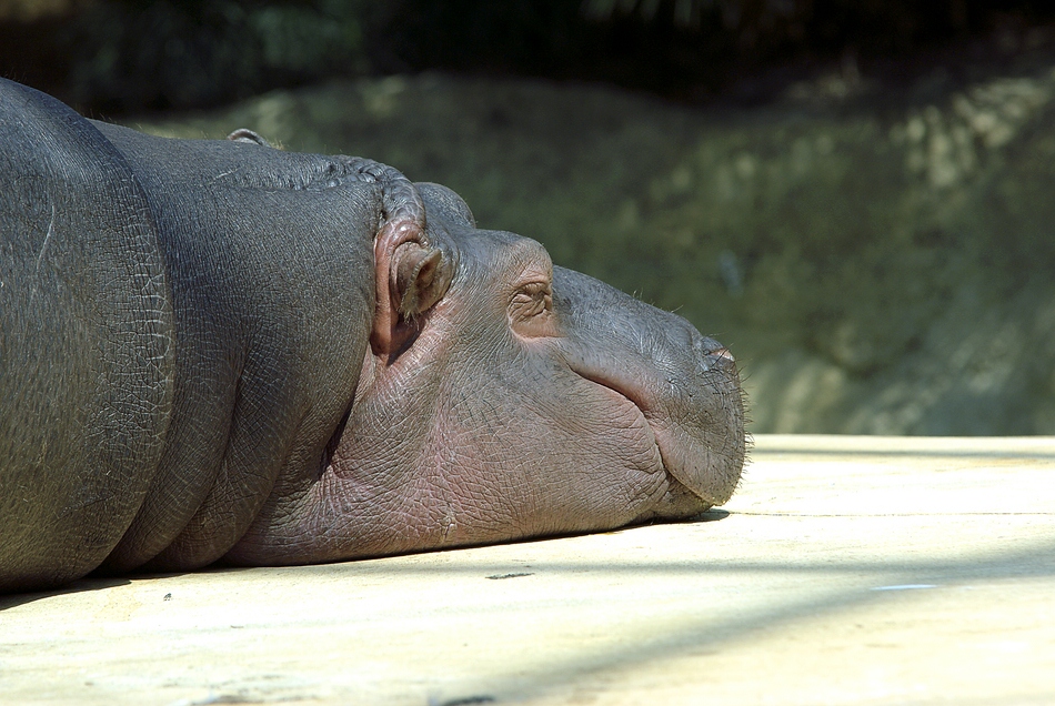 Siesta