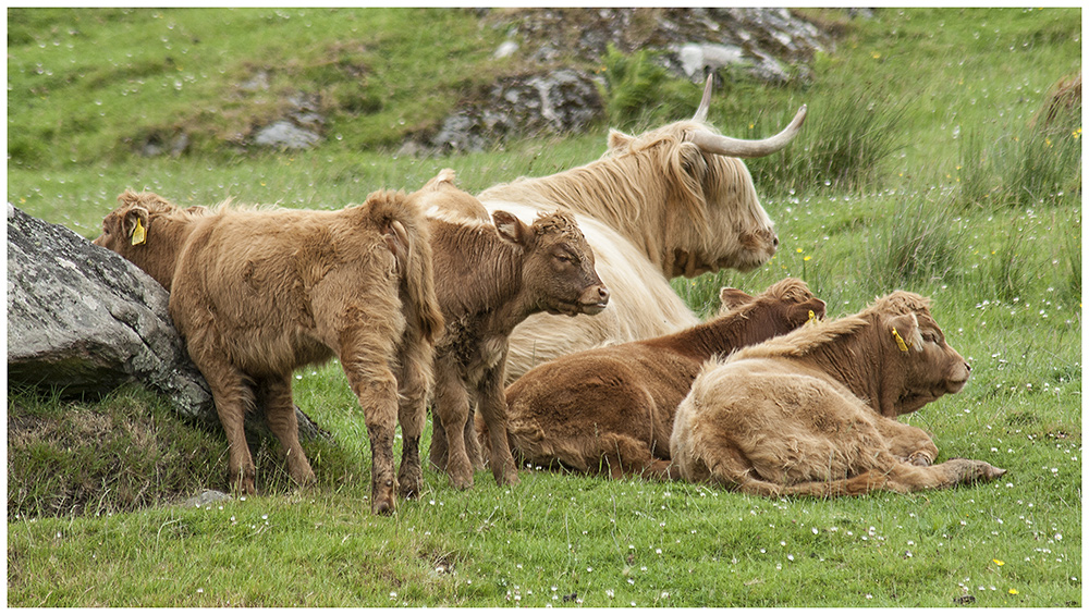 Siesta