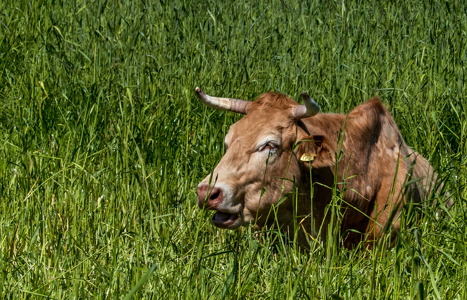 Siesta