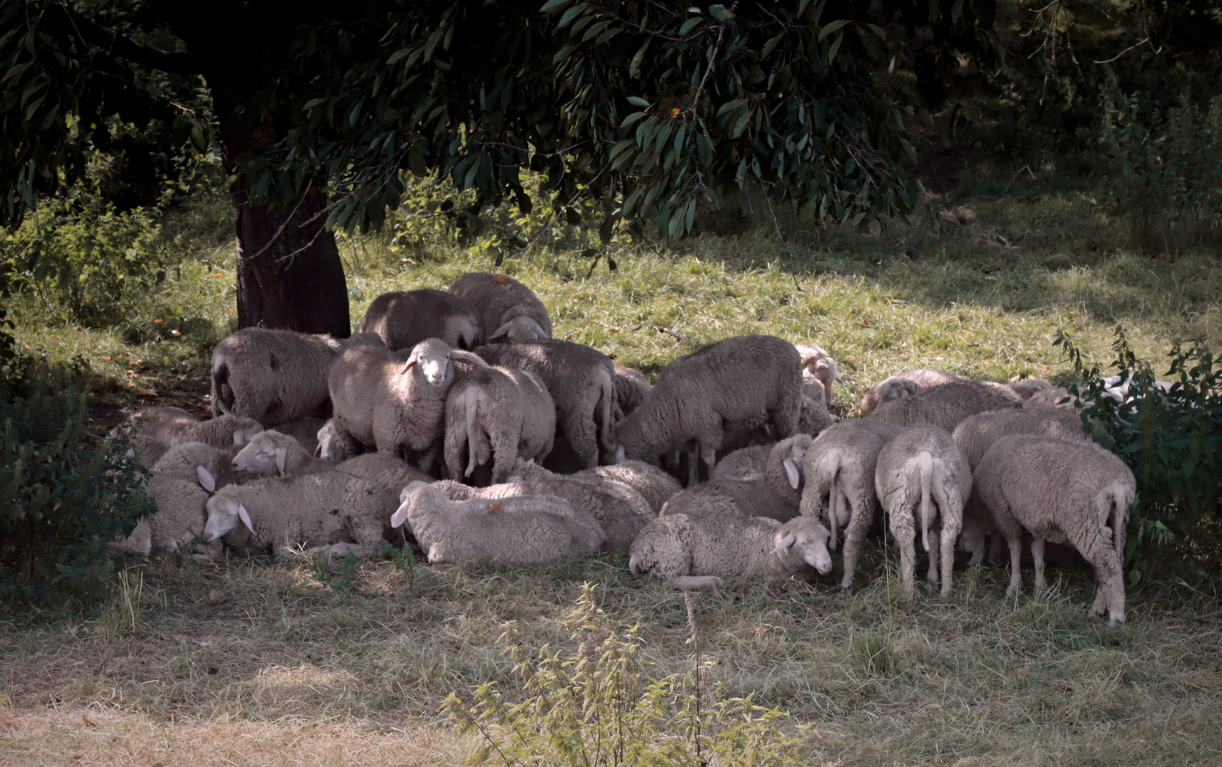 Siesta