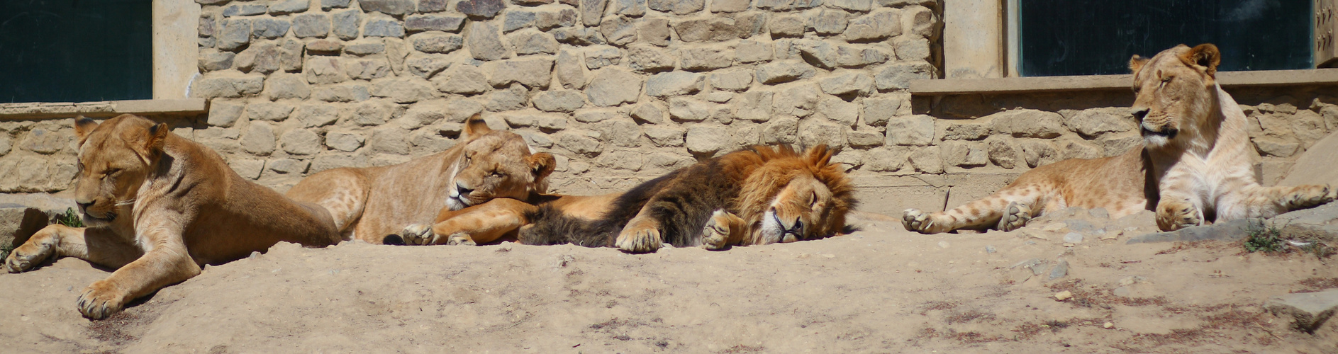 Siesta