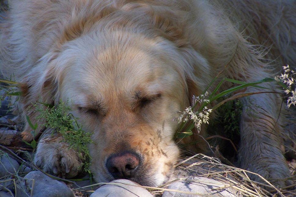 Siesta