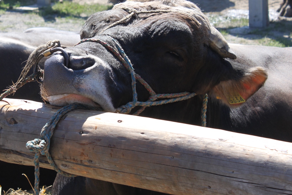 Siesta