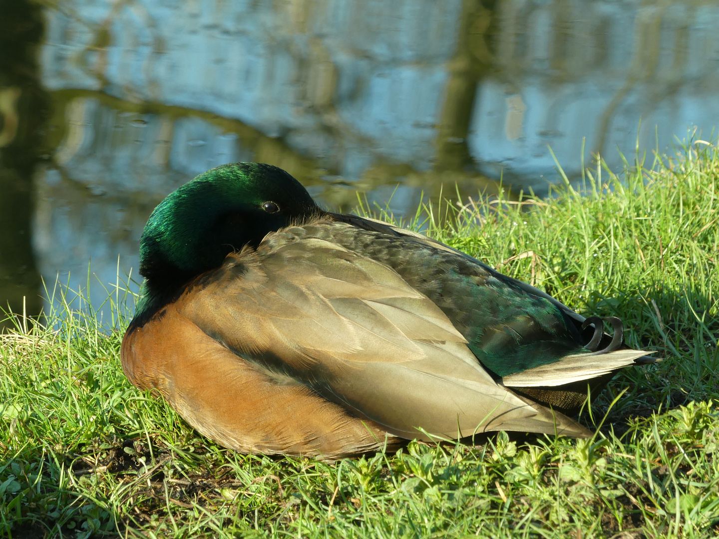 Siesta