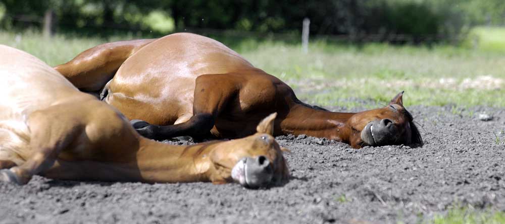 siesta