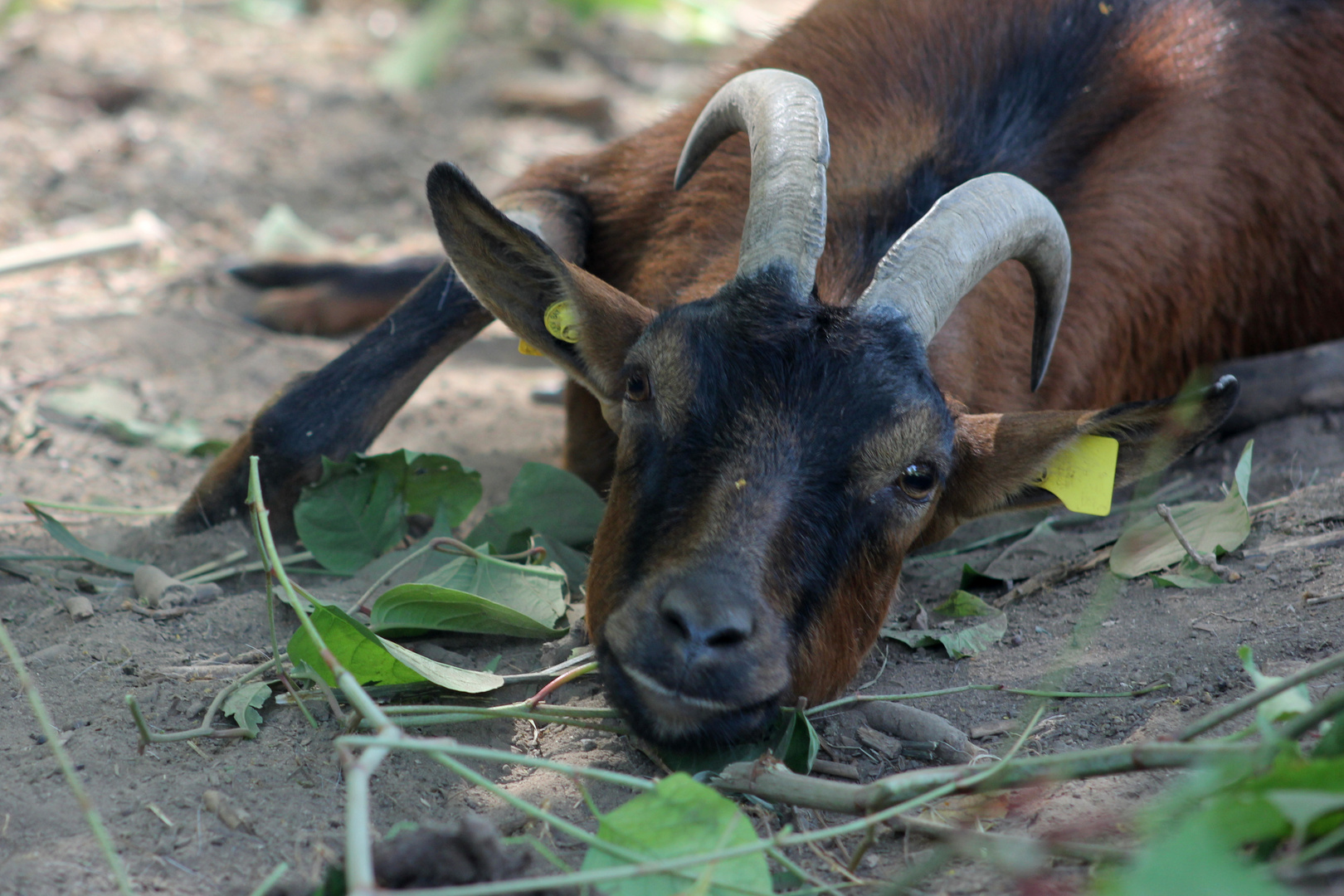 Siesta