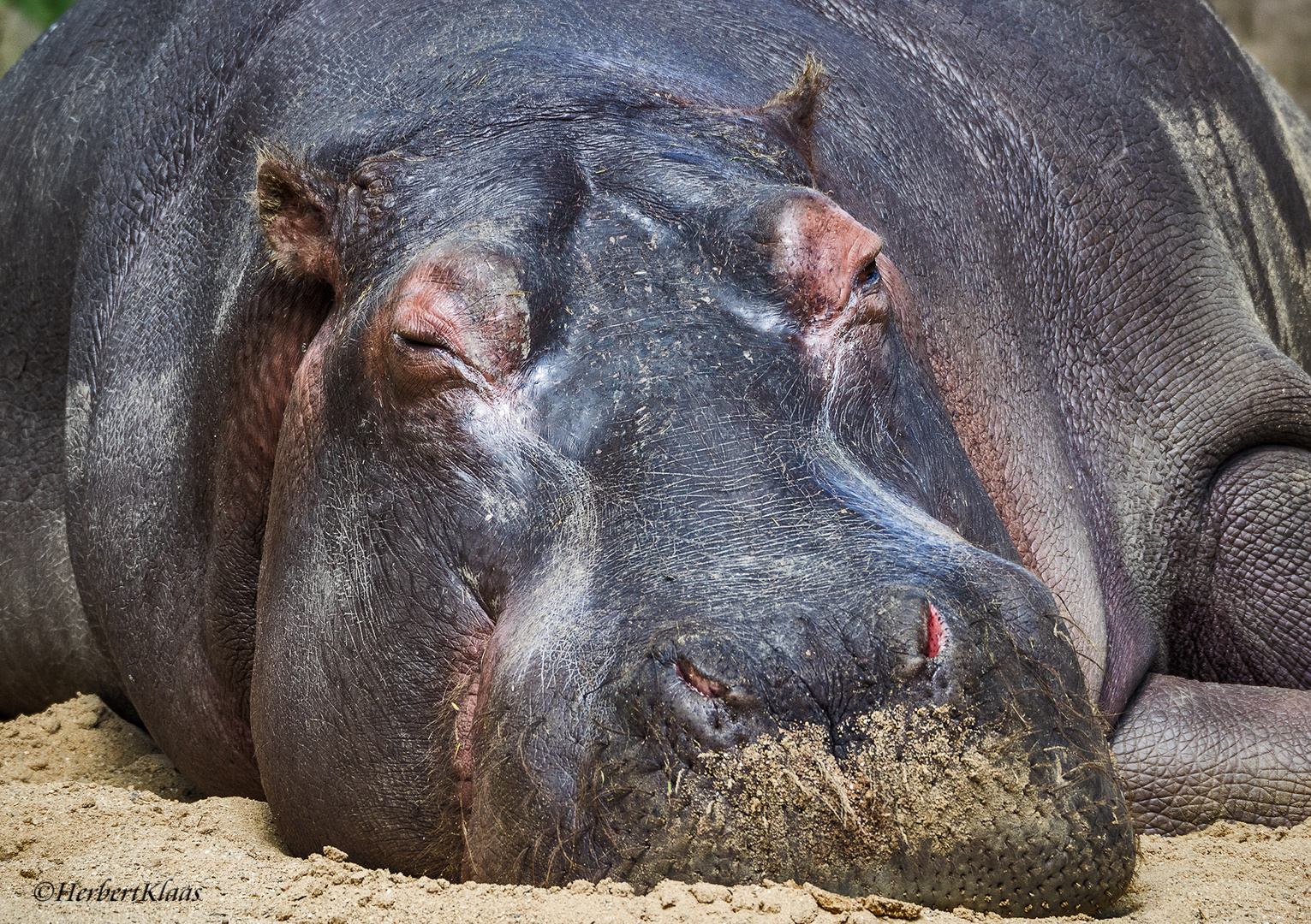 Siesta