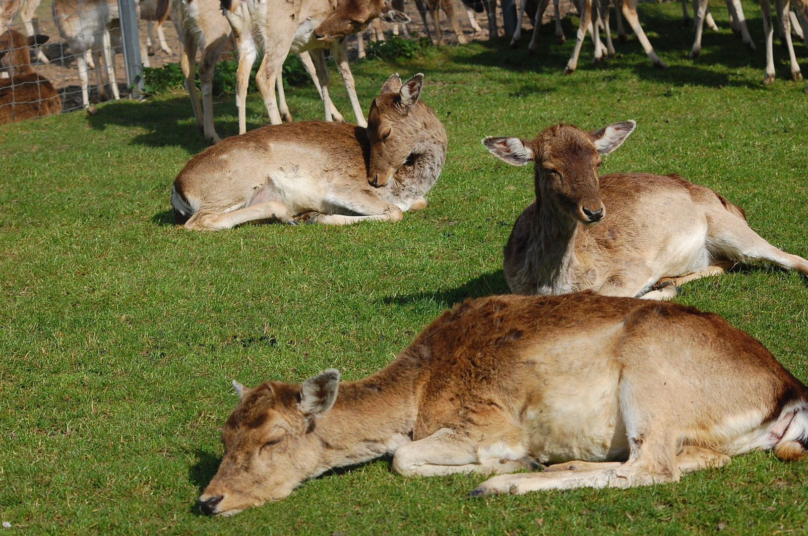 Siesta 