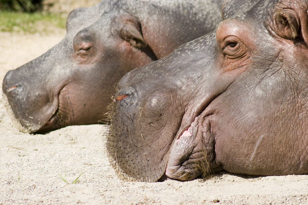 Siesta