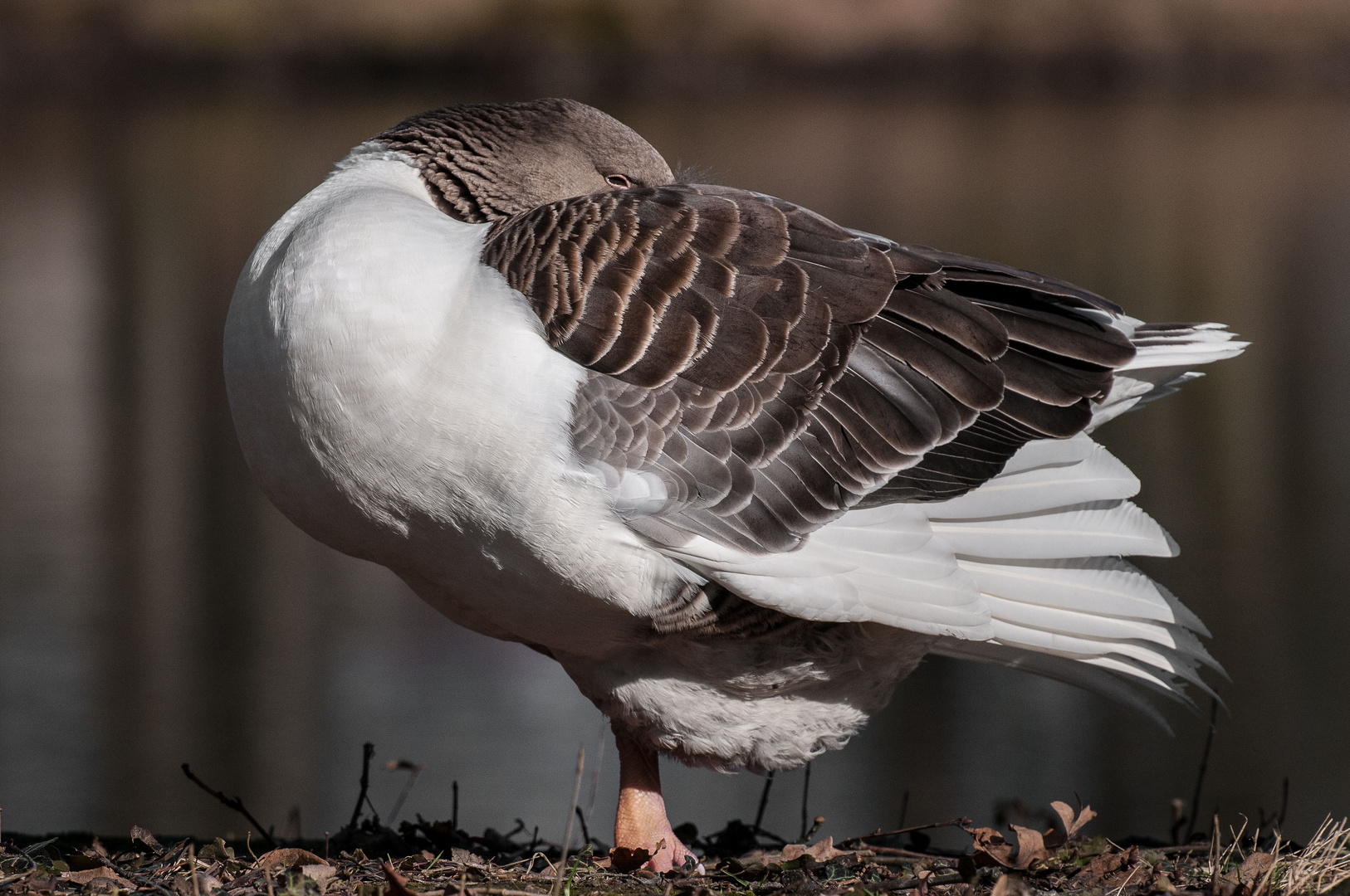 Siesta