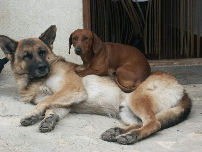 Siesta