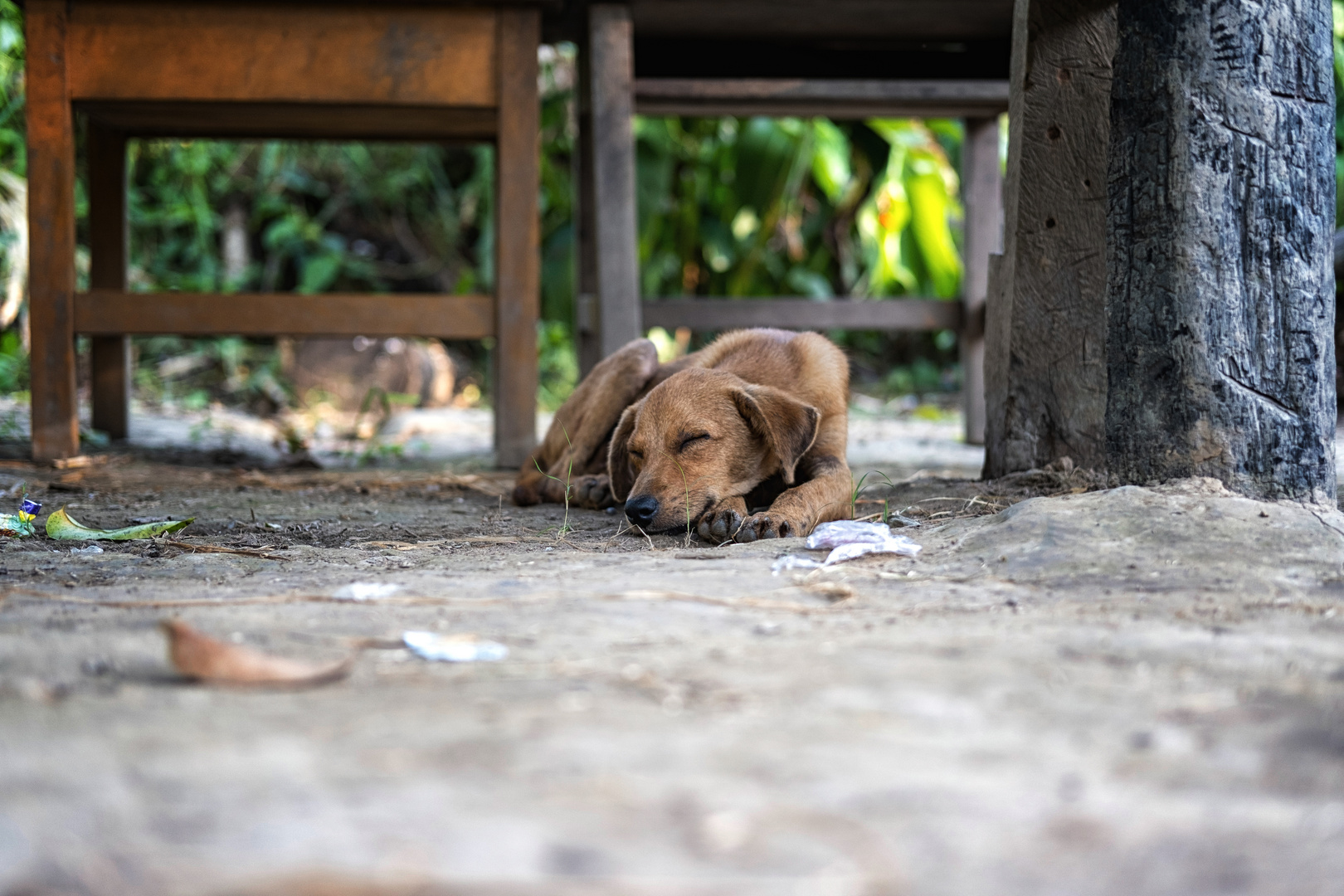 Siesta