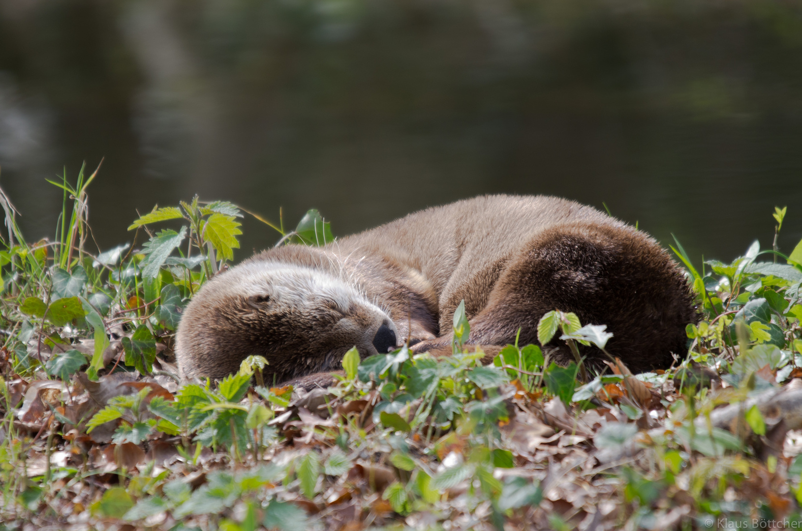 Siesta