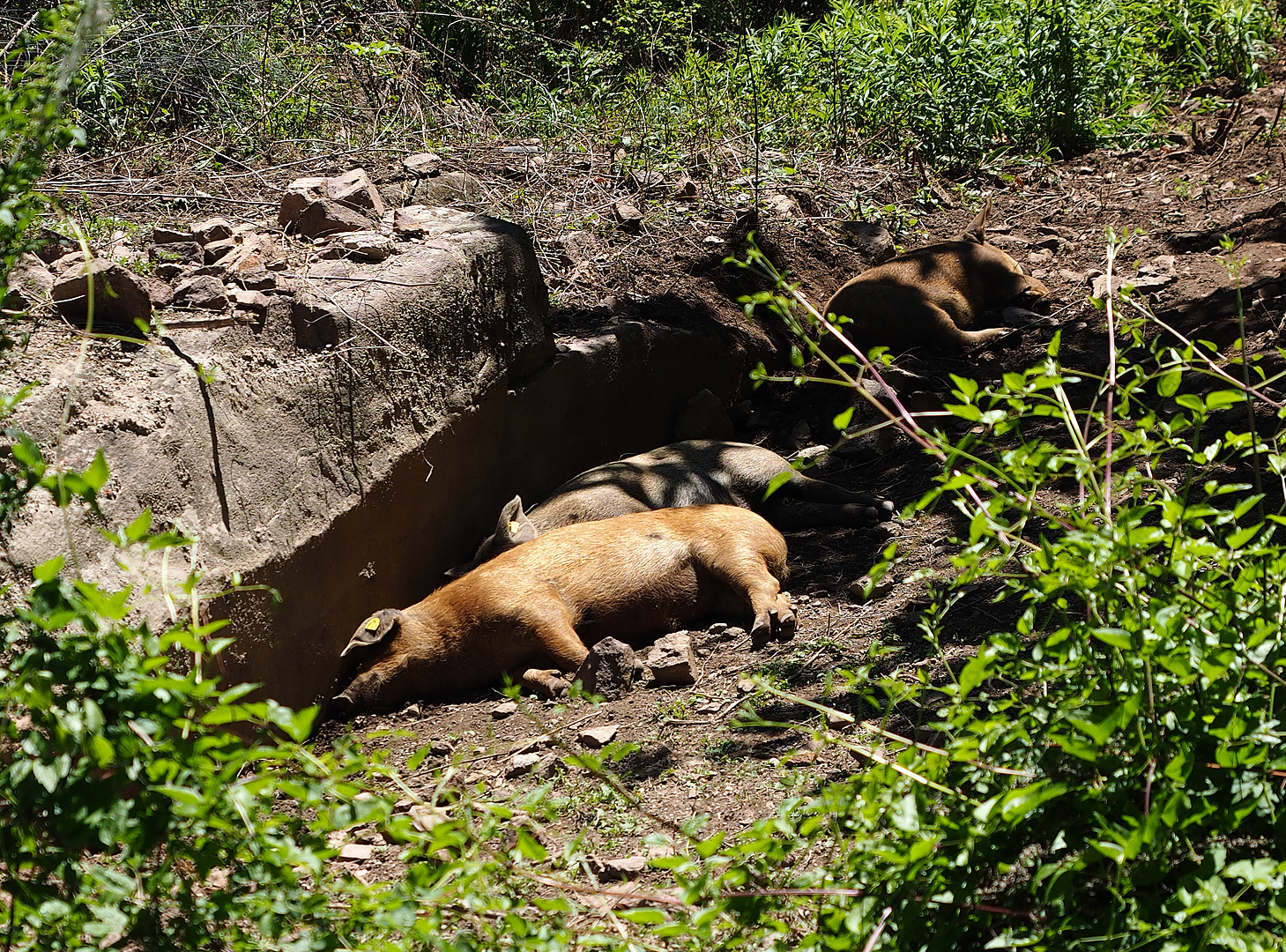 Siesta