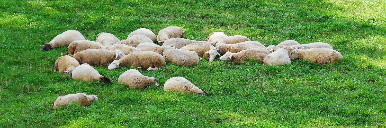 Siesta