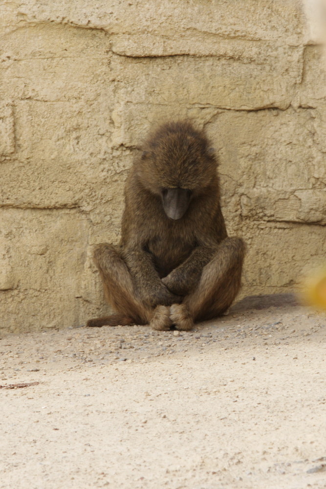 Siesta... by Darius Kotzur 