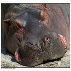 Siesta a la Hippo..