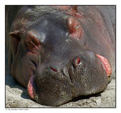 Siesta a la Hippo..