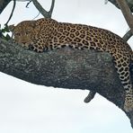 Siesta á la Panthera pardus