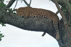 Siesta á la Panthera pardus