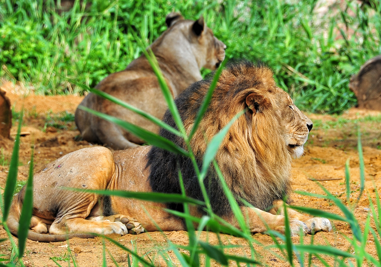 Siesta