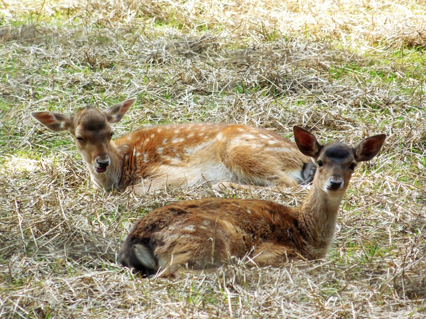 Siesta 