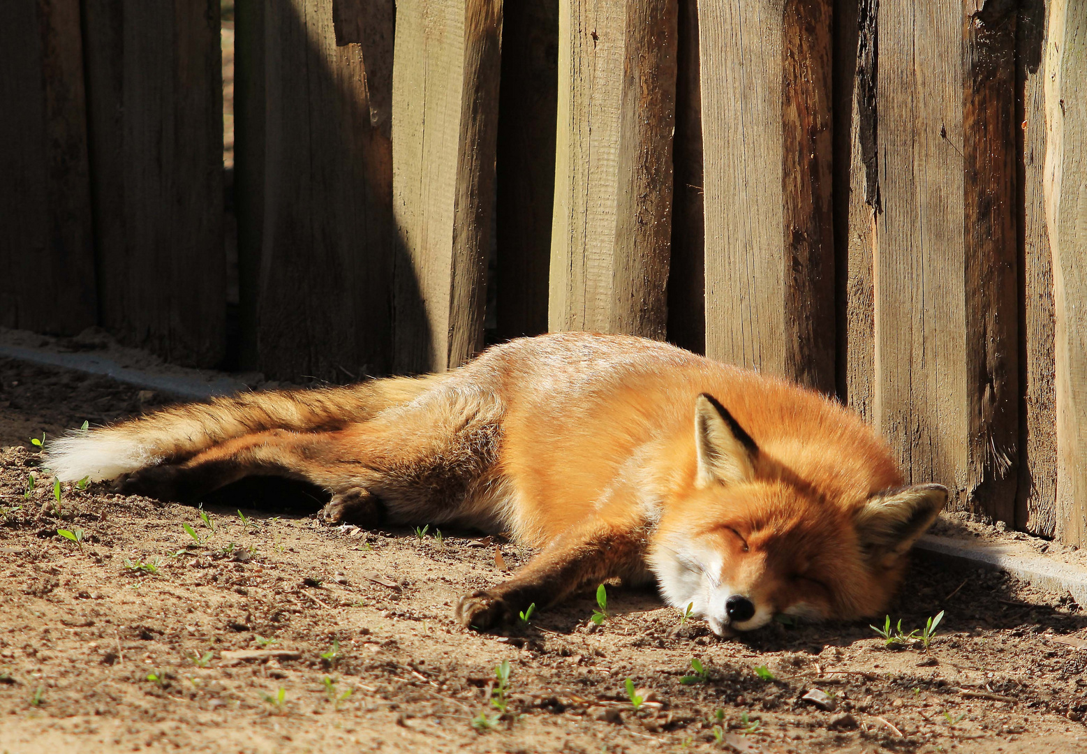 Siesta