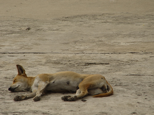 Siesta