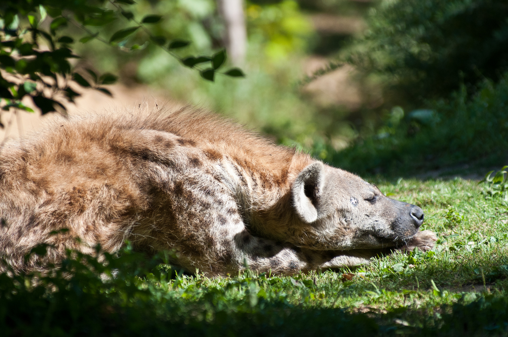 Siesta