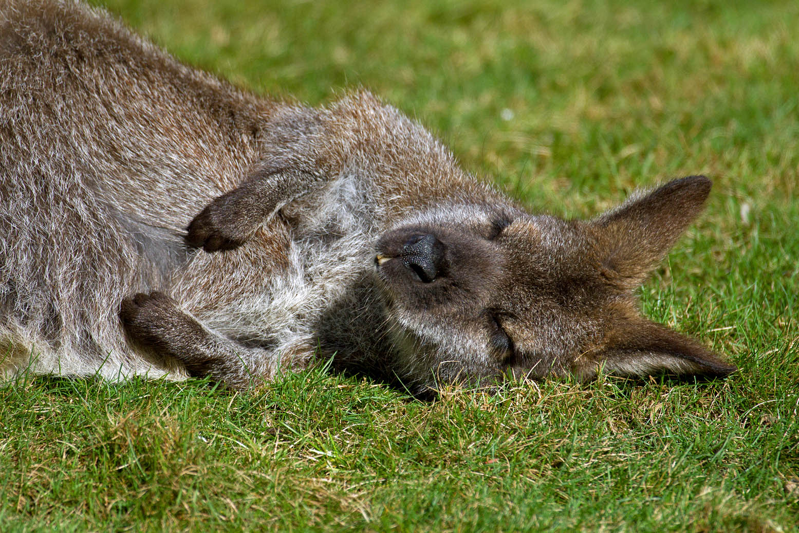 Siesta