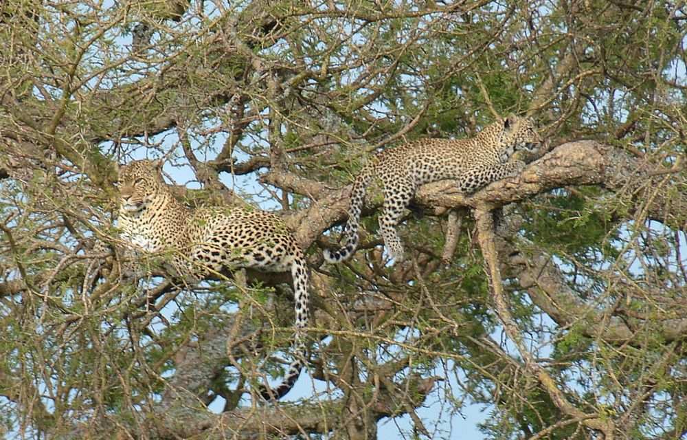 Siesta africana