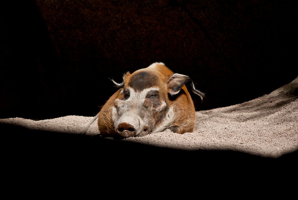 Siesta al sol