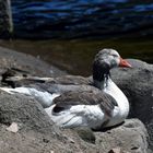 Siesta al sol