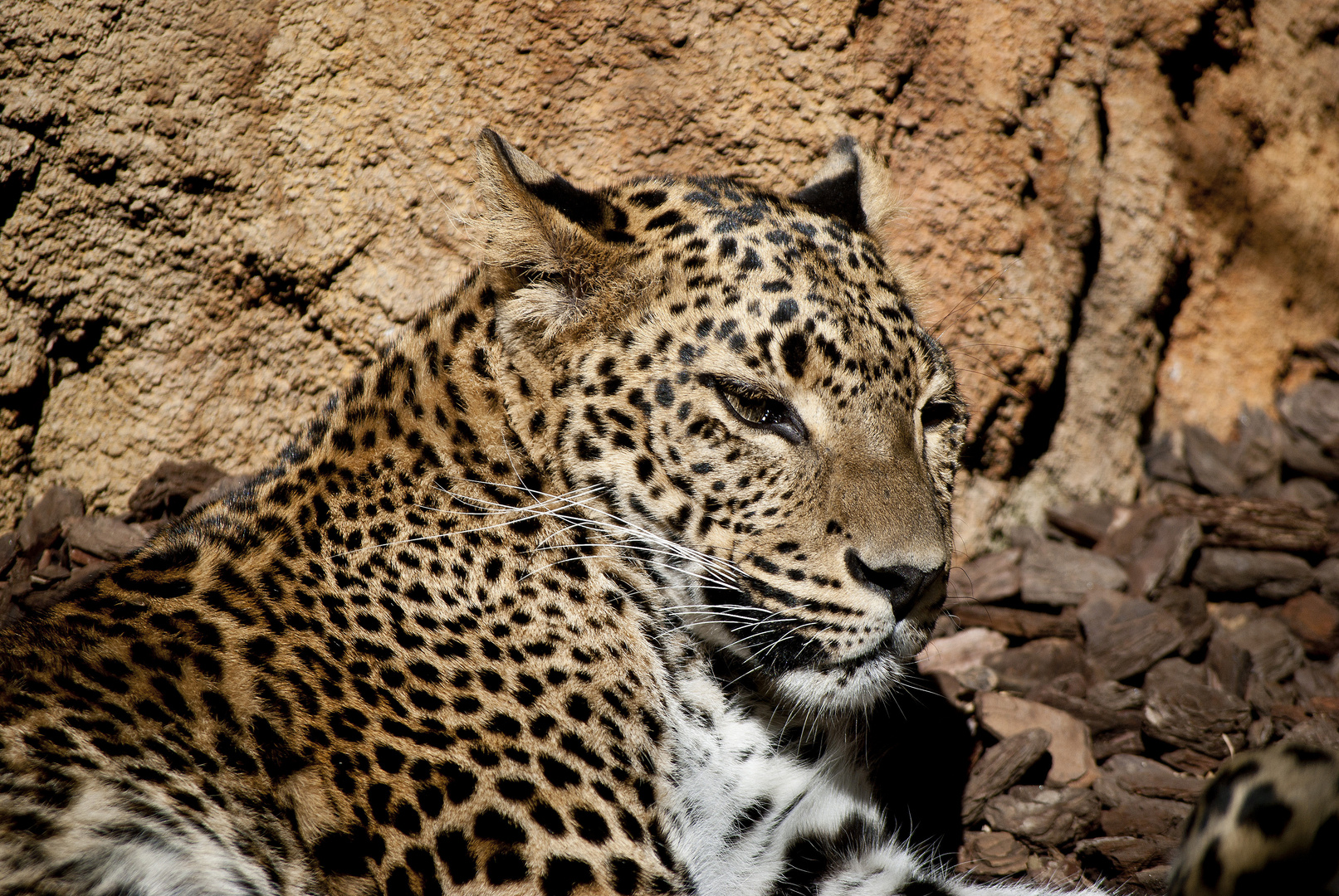 siesta al sol