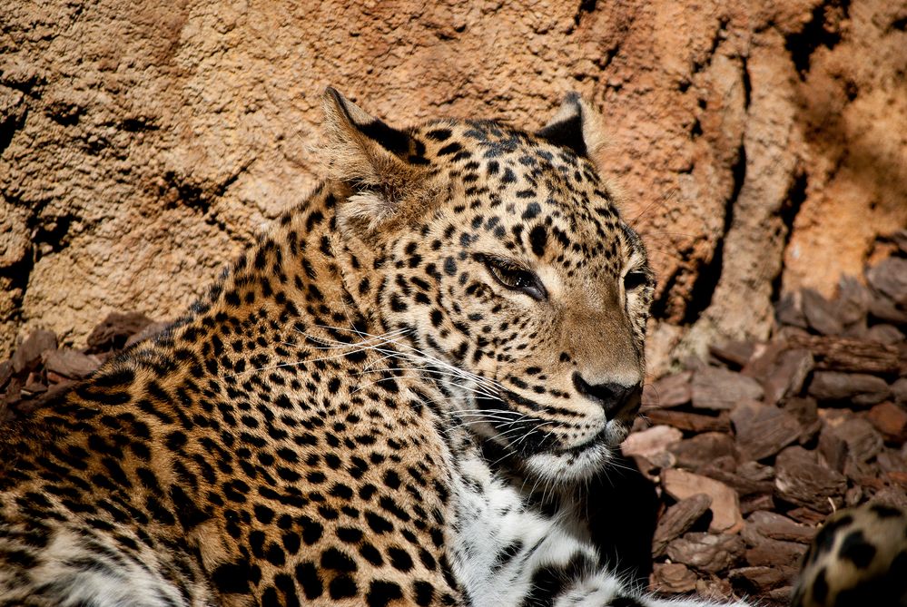 siesta al sol