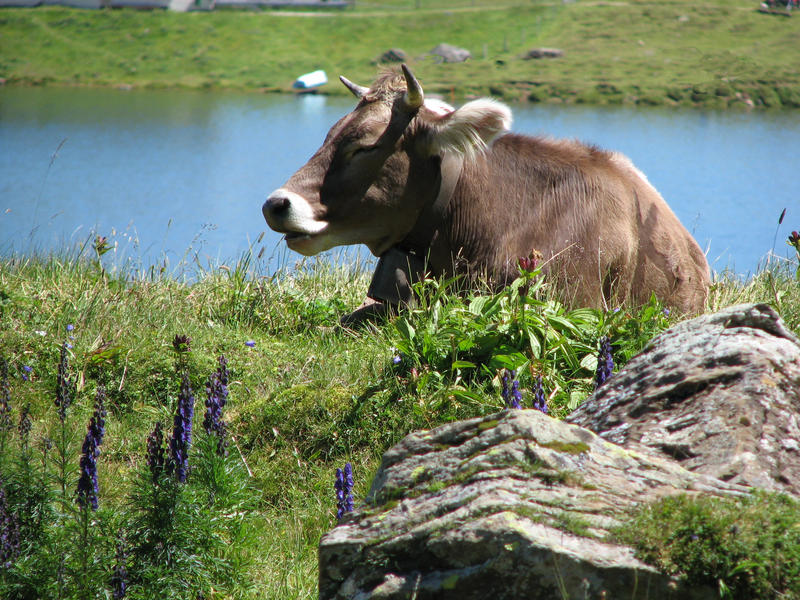 Siesta am Bergsee